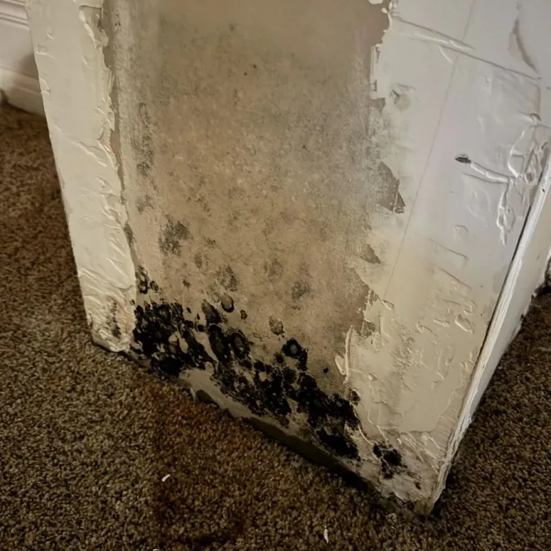 Professional Mold Removal in McCook County, SD